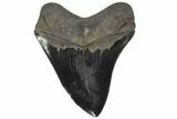Serrated, Fossil Megalodon Tooth - Georgia #86270-2